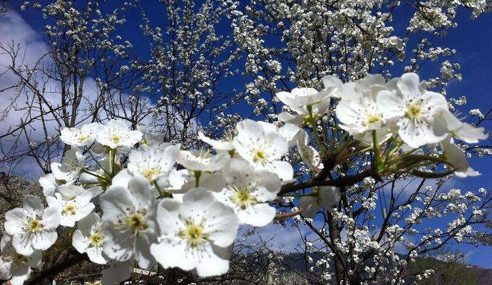 3月赏梨花在金川，那么金川在哪里呢？