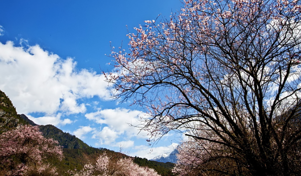 林芝的桃花向着蓝天，盛开